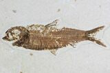 Fossil Fish Plate (Knightia eocaena) - Wyoming #94191-2